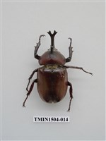 藏品(獨角仙)的圖片